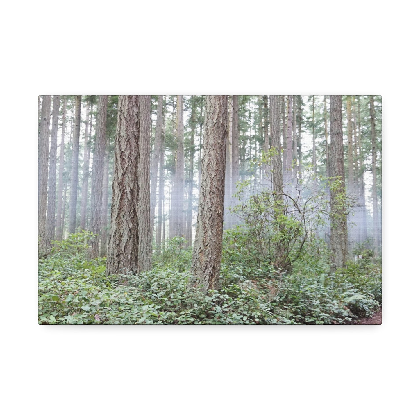 Forest Mist Canvas Print, 1.5' - Serene Nature Wall Art for Home Decor